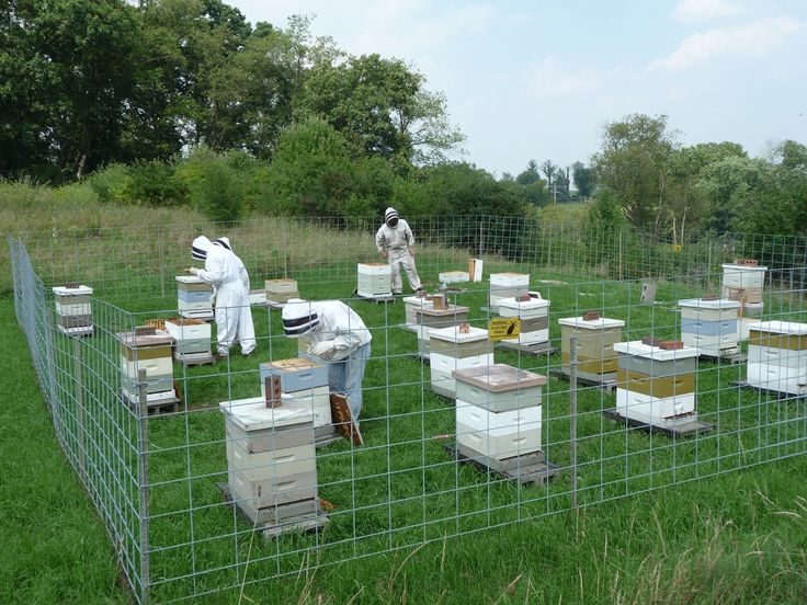 Apiary Setup & Management