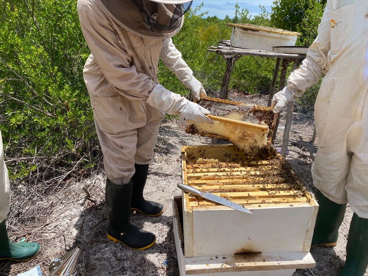 Beekeeping Consultation